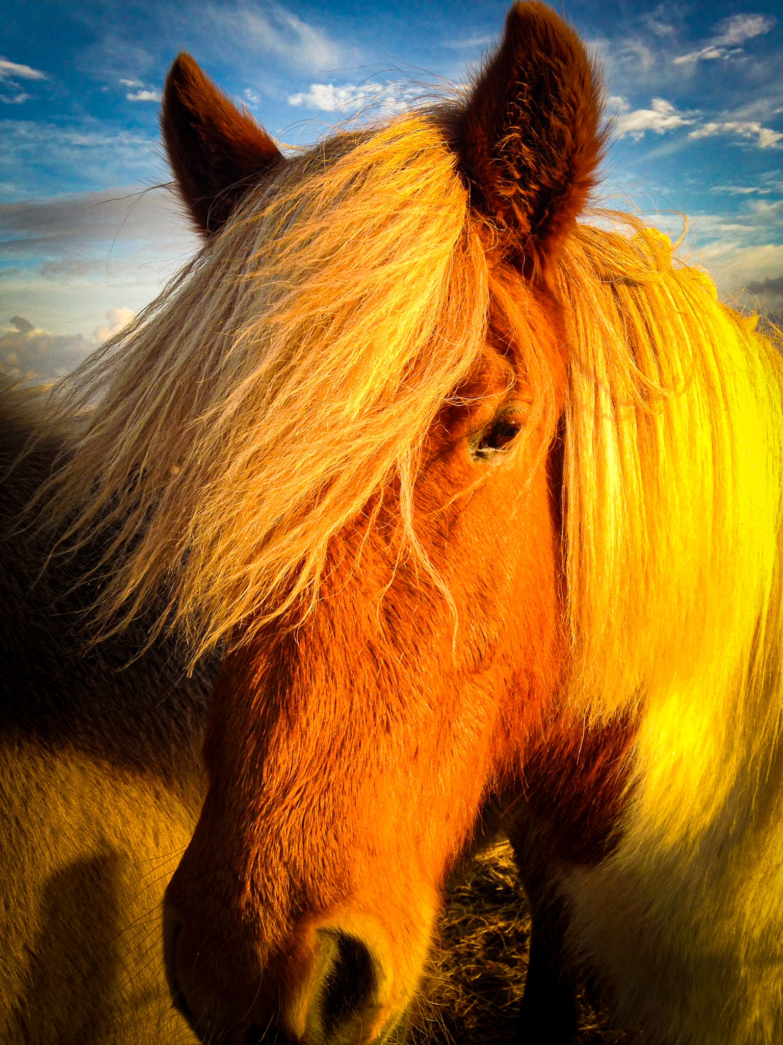 Animals