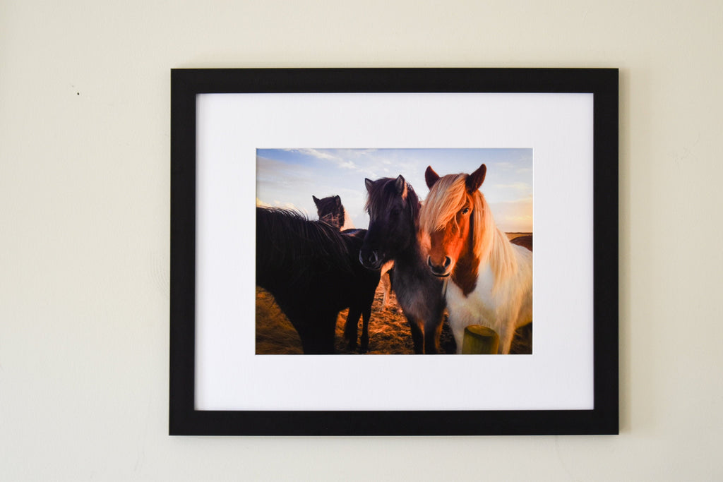 Iceland Horses Photo Print