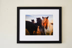 Iceland Horses Photo Print