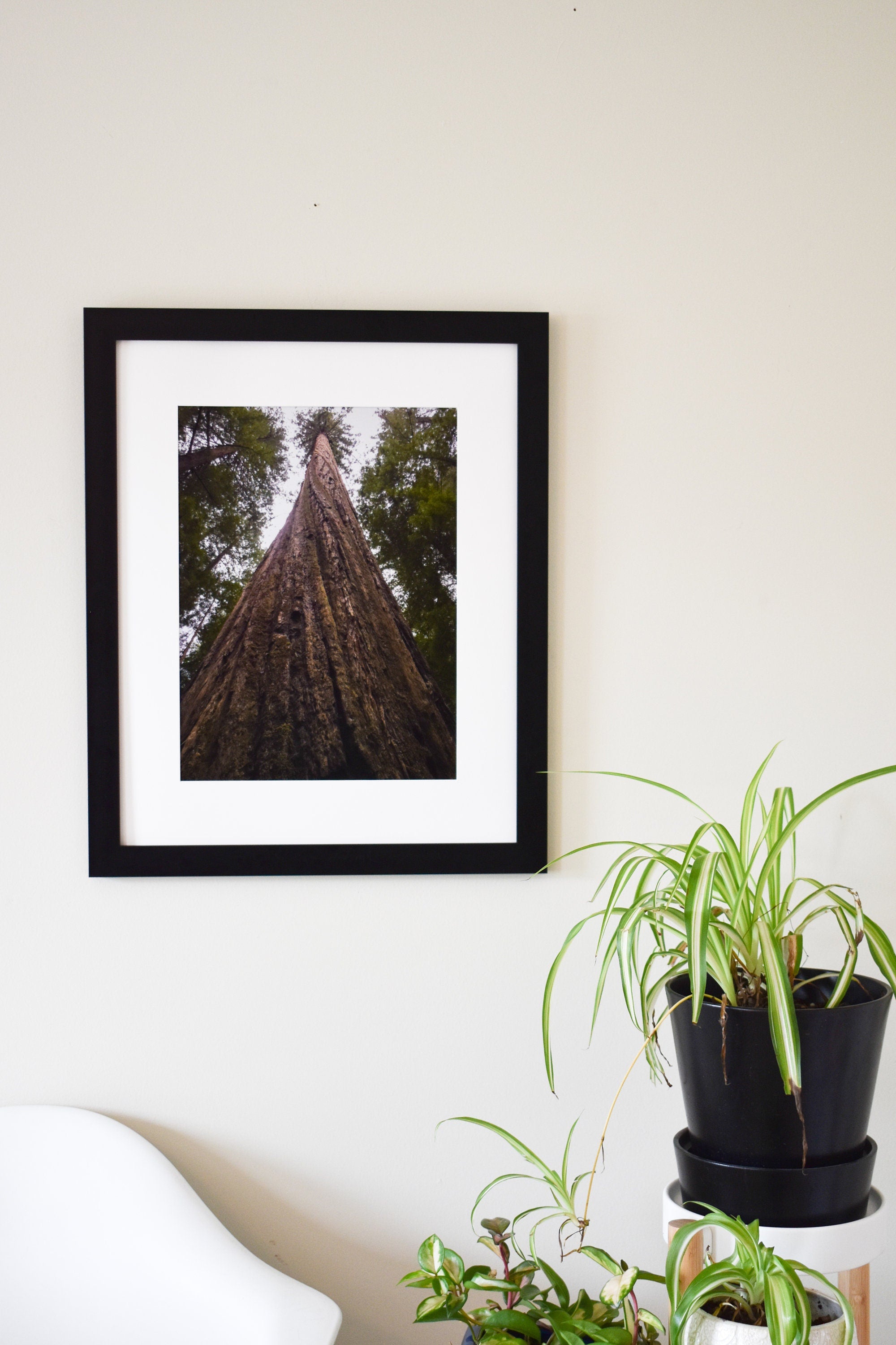 Redwood Tree Photo Print: Humboldt Redwood State Park Wall Art