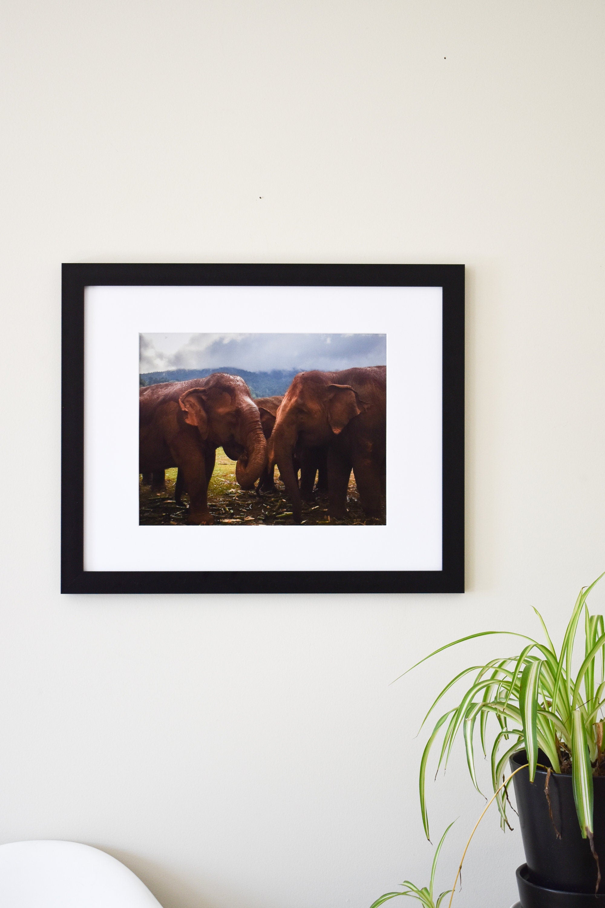 2 Elephants in Thailand Photo Print