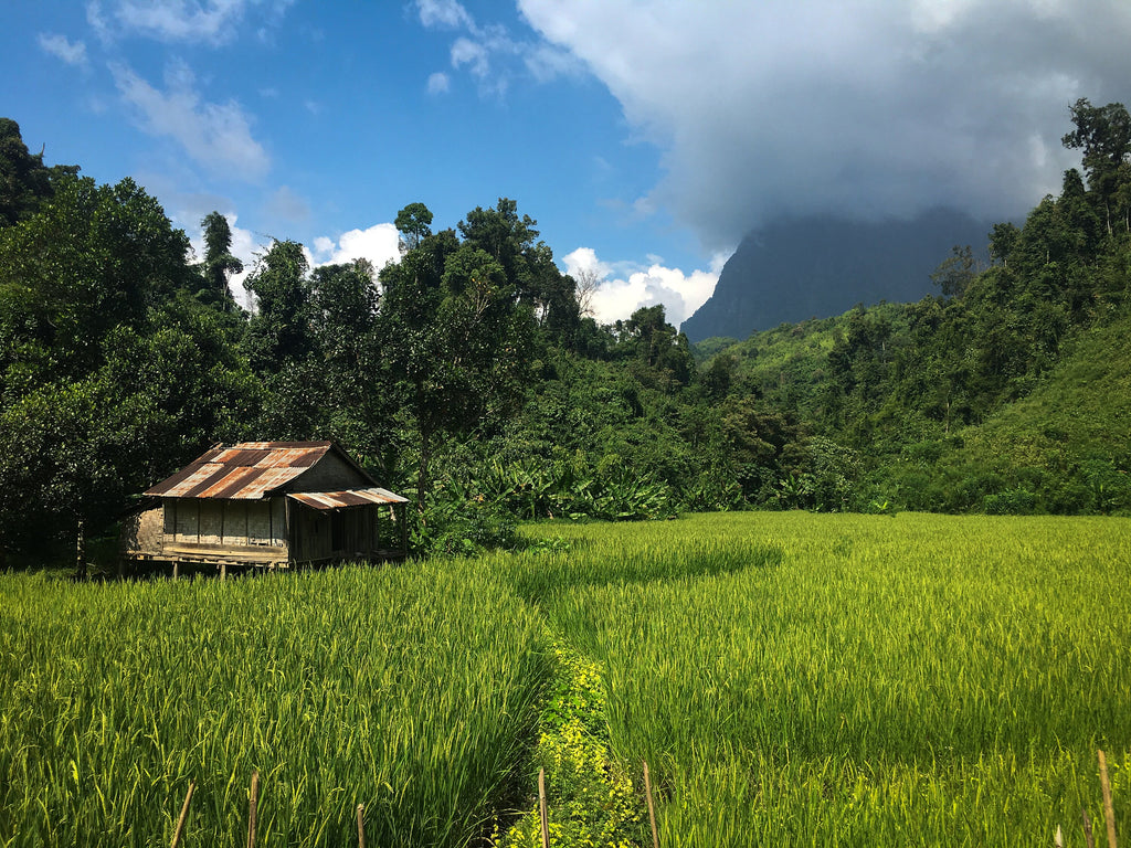 Laos Rice Field Photo Print: Southeast Asia Landscape Wall Art
