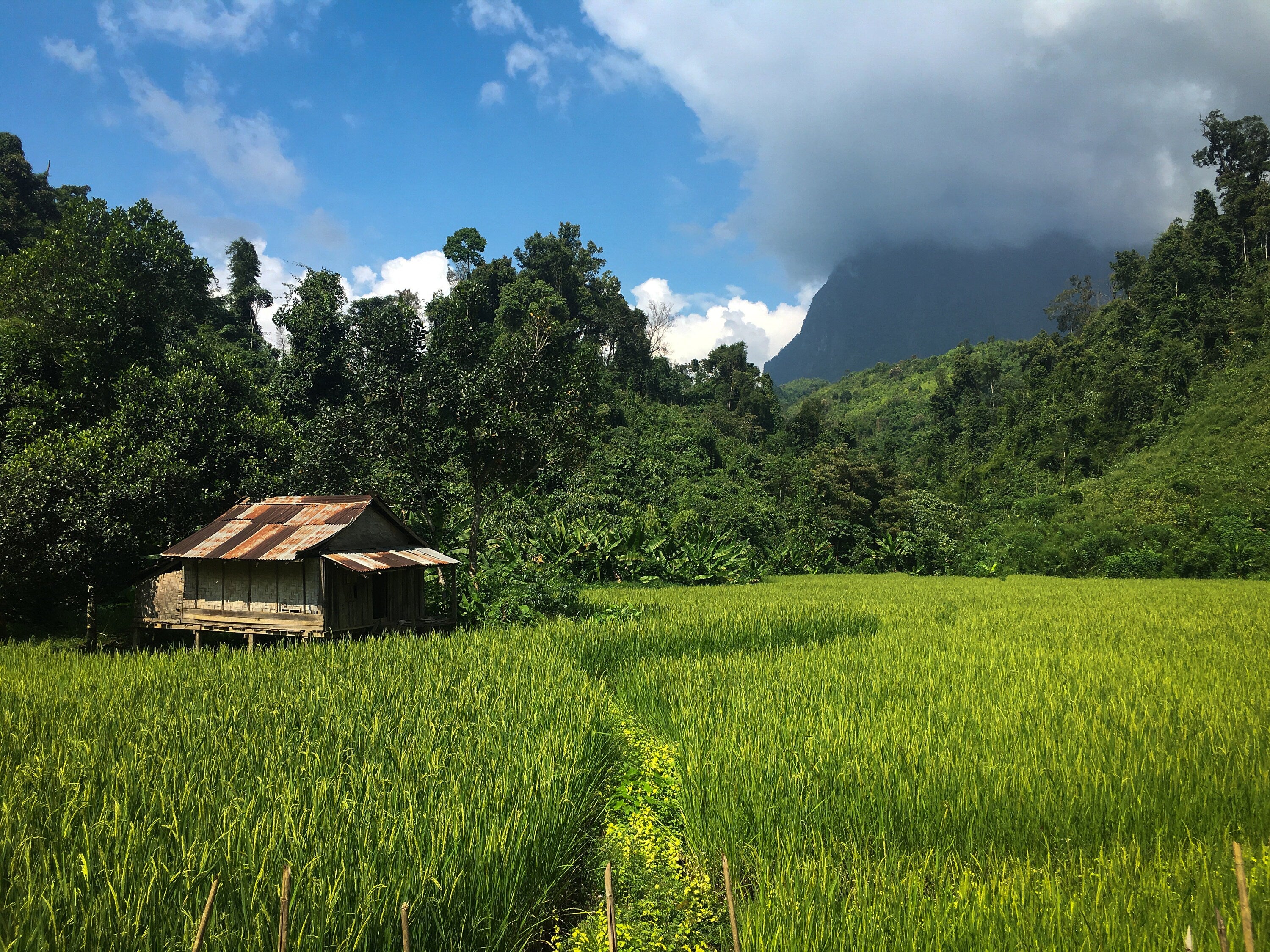 Laos Rice Field Photo Print: Southeast Asia Landscape Wall Art
