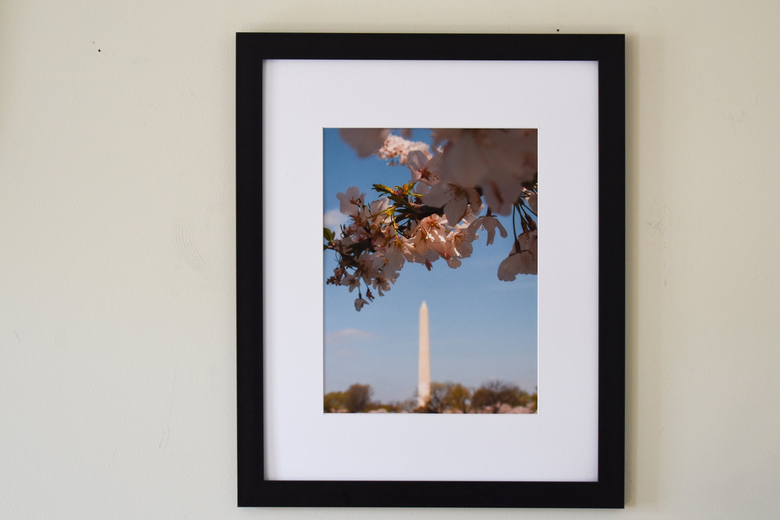 DC Cherry Blossoms with Washington Monument Photo Print