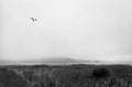 Bird Flying Over Mendocino Cliffs
