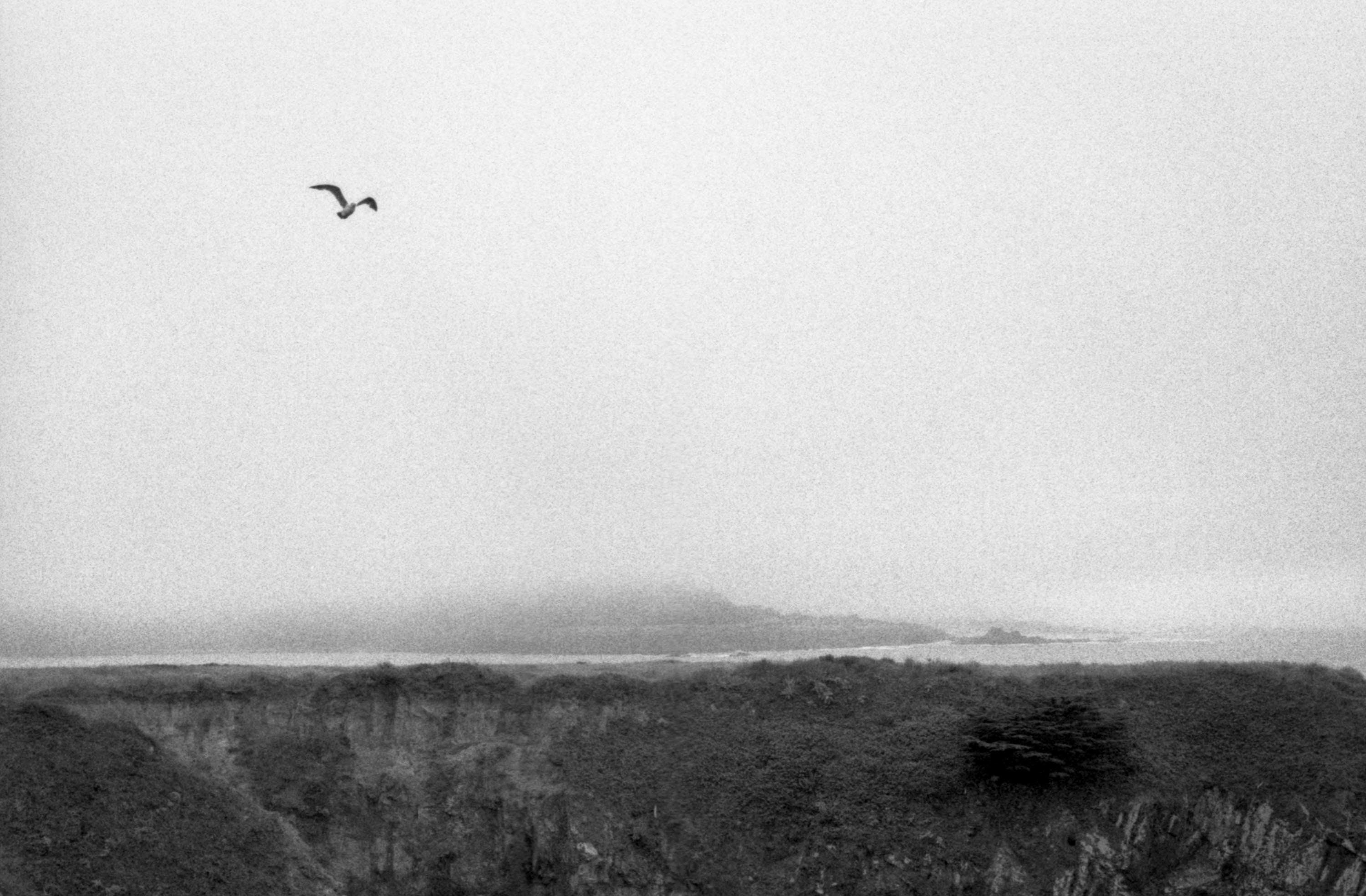 Bird Flying Over Mendocino Cliffs