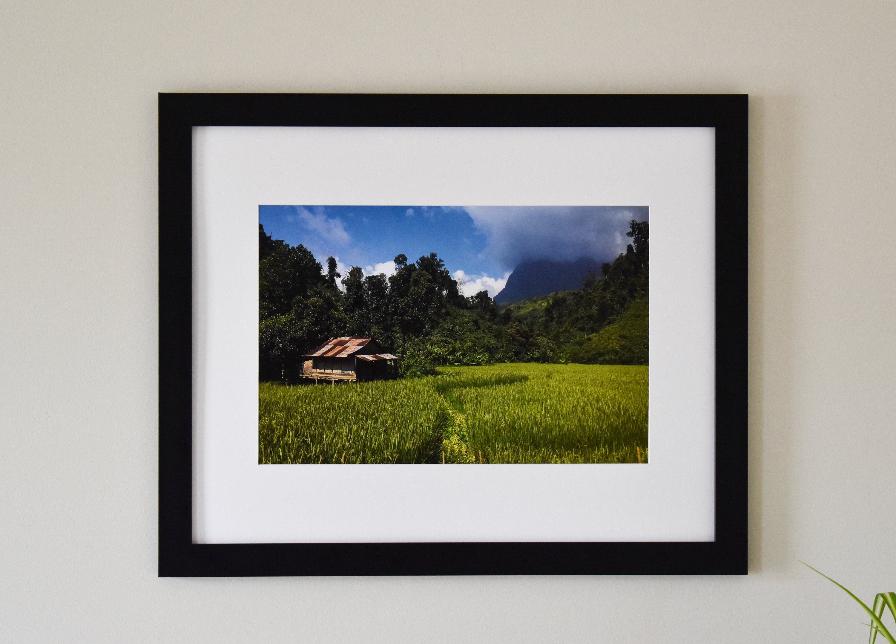 Laos Rice Field Photo Print: Southeast Asia Landscape Wall Art