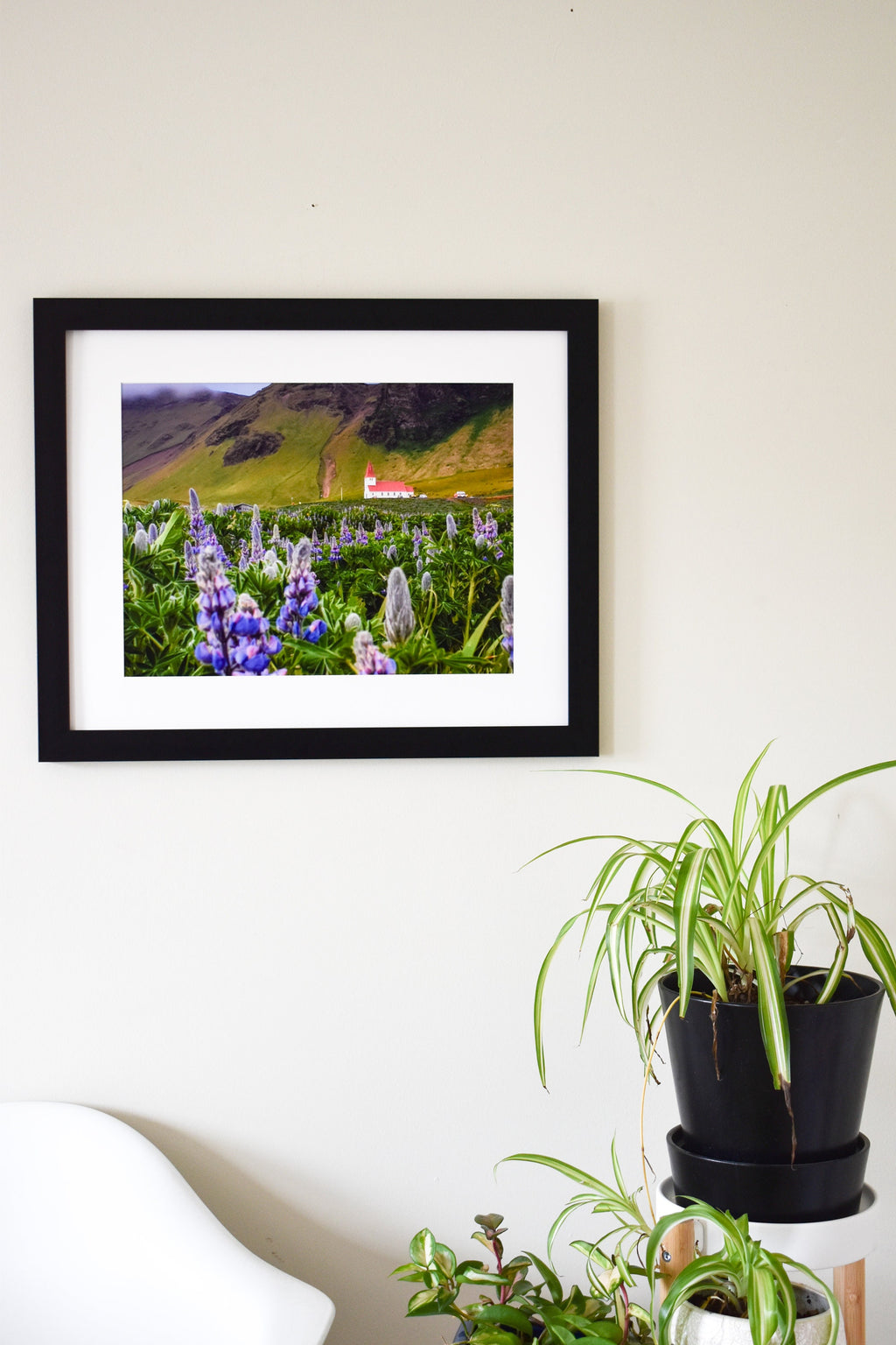 Iceland Church with Purple Lupine Flowers
