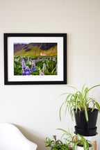 Iceland Church with Purple Lupine Flowers