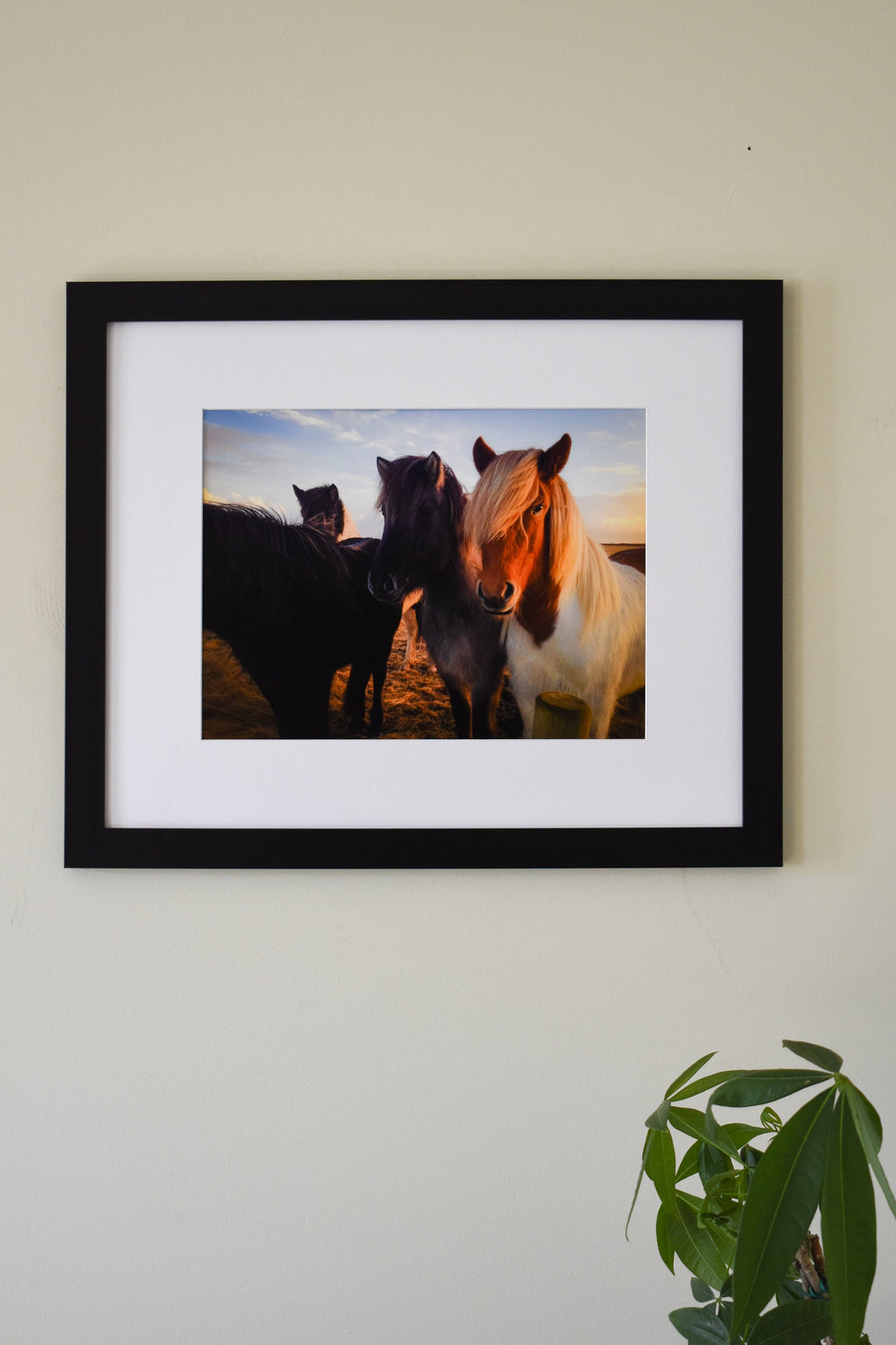 Iceland Horses Photo Print