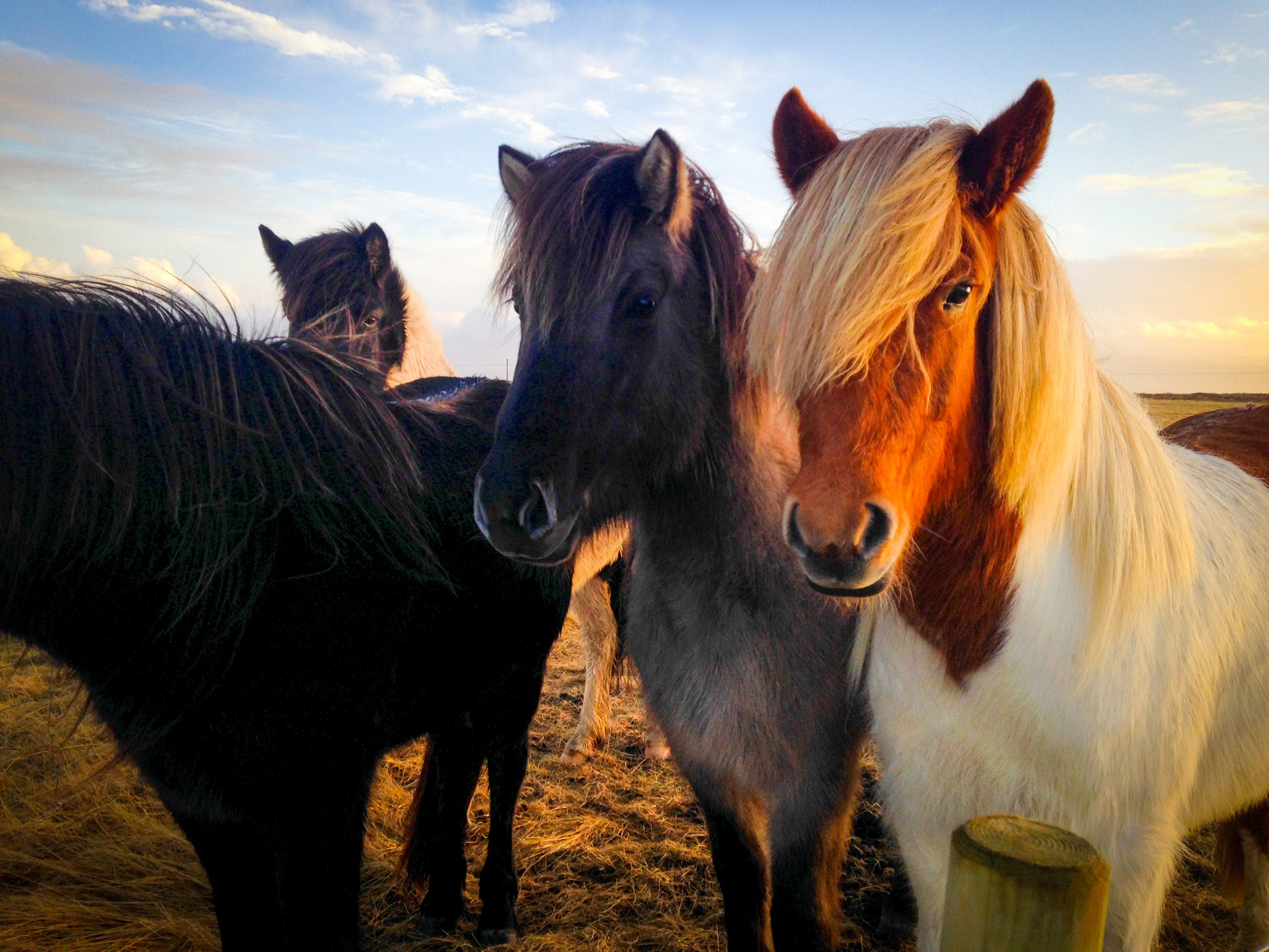 Iceland Horses Photo Print