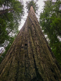 Redwood Tree Photo Print: Humboldt Redwood State Park Wall Art