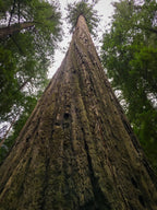 Redwood Tree Photo Print: Humboldt Redwood State Park Wall Art