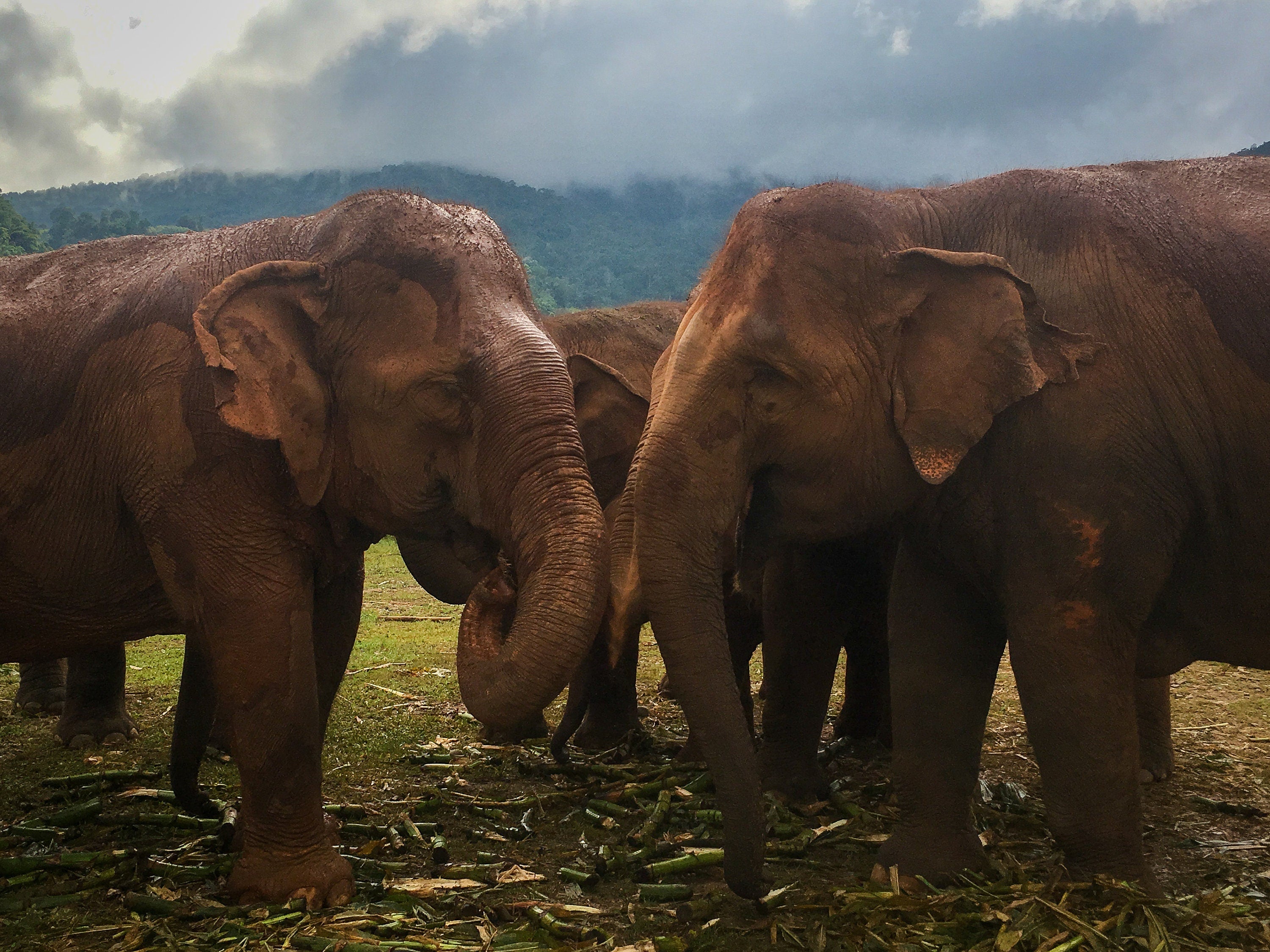 2 Elephants in Thailand Photo Print