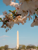 DC Cherry Blossoms with Washington Monument Photo Print