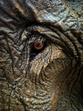 Elephant Eye Photo