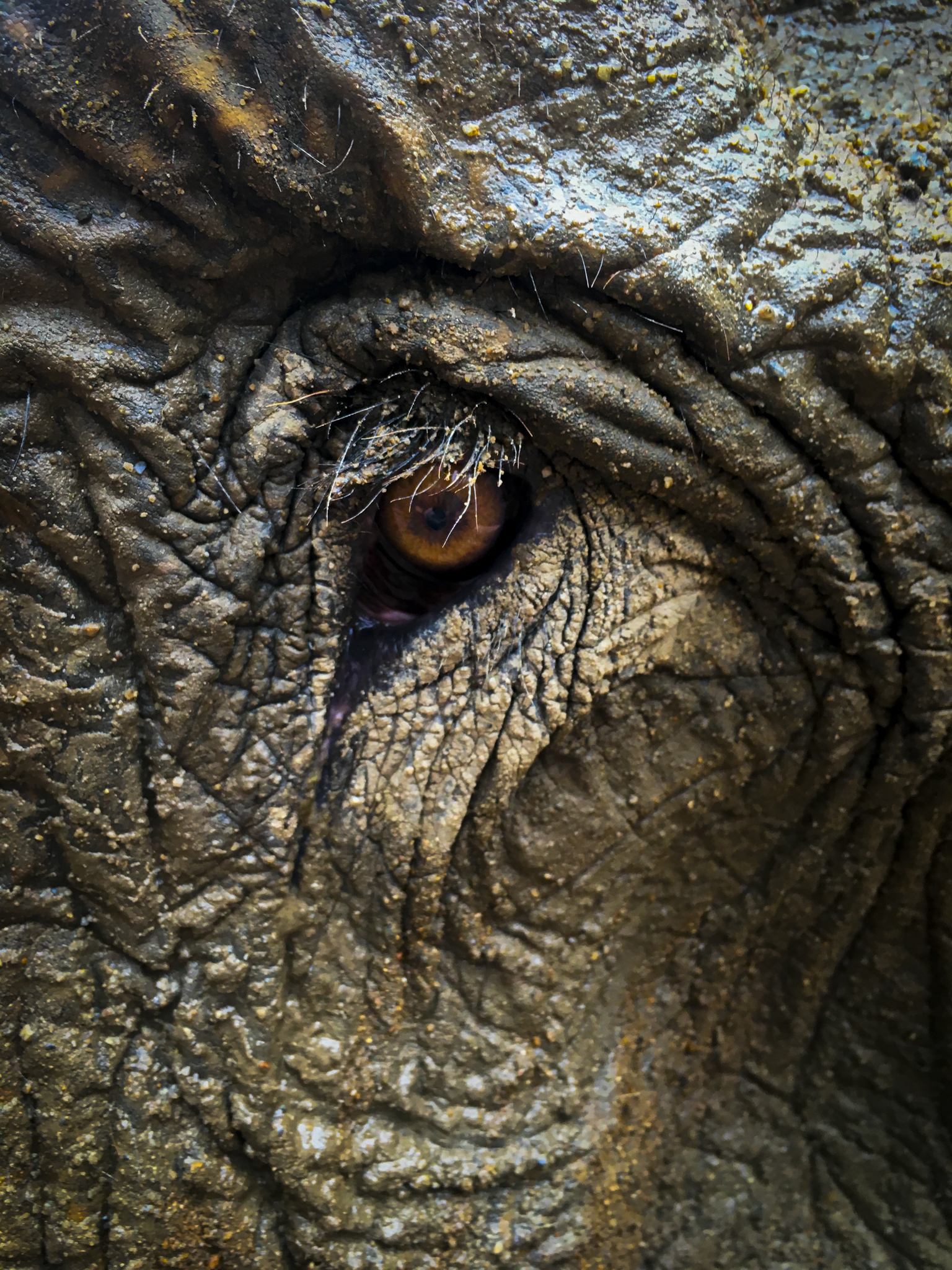 Elephant Eye Photo