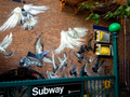 Brooklyn Subway Stop with Pigeon Art