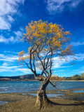 That Wanaka Tree