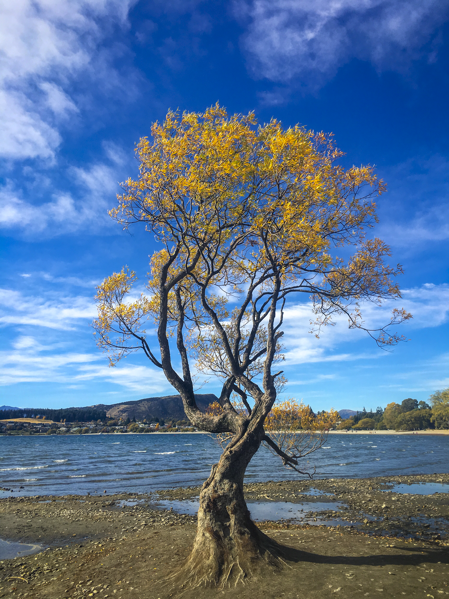 That Wanaka Tree