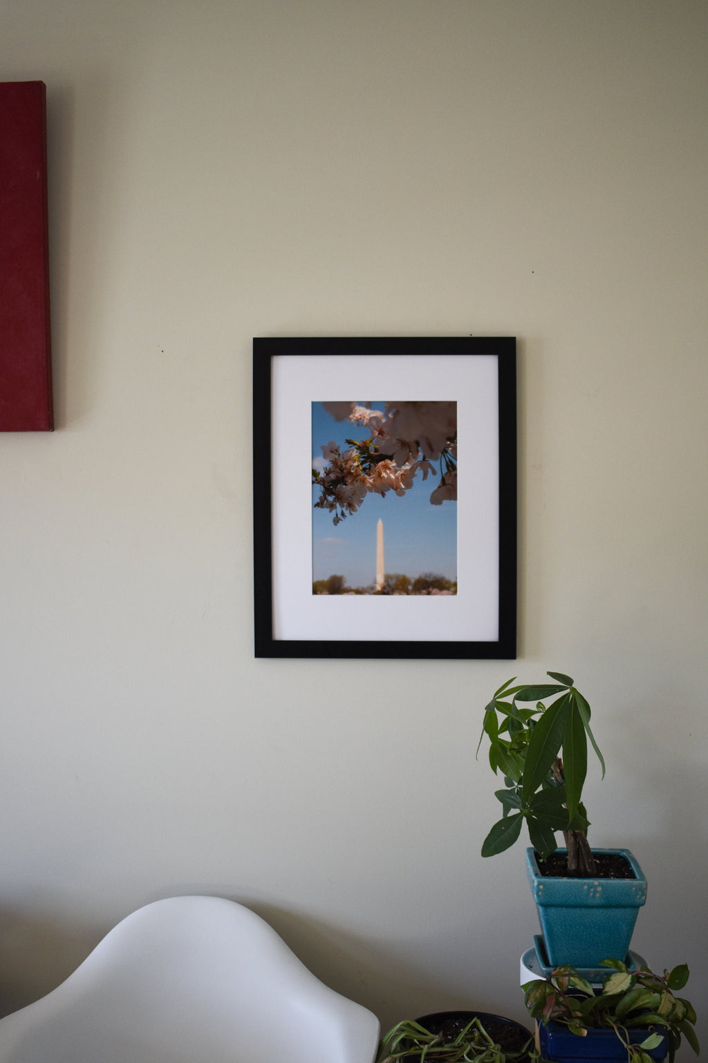 DC Cherry Blossoms with Washington Monument Photo Print