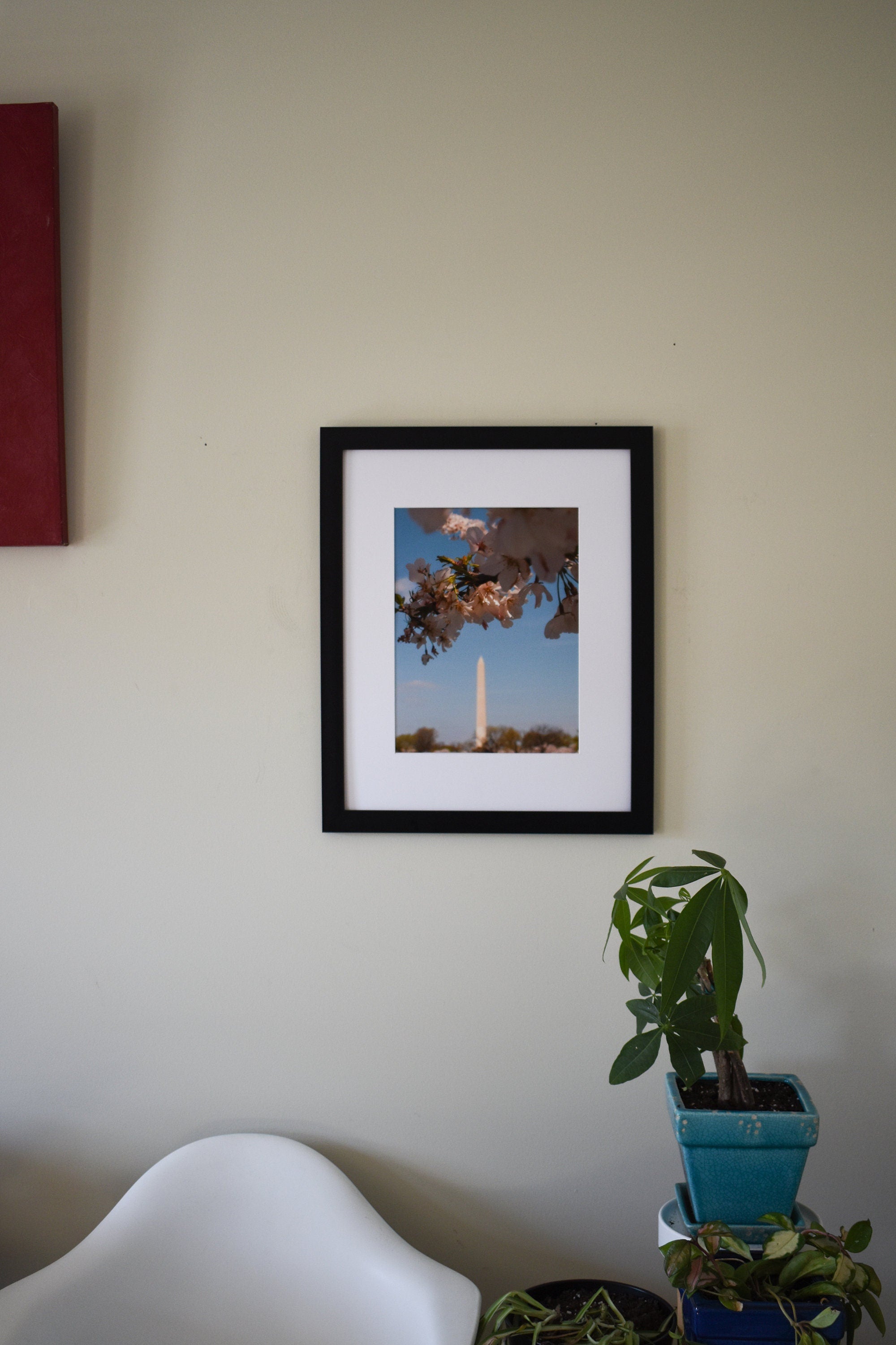 DC Cherry Blossoms with Washington Monument Photo Print