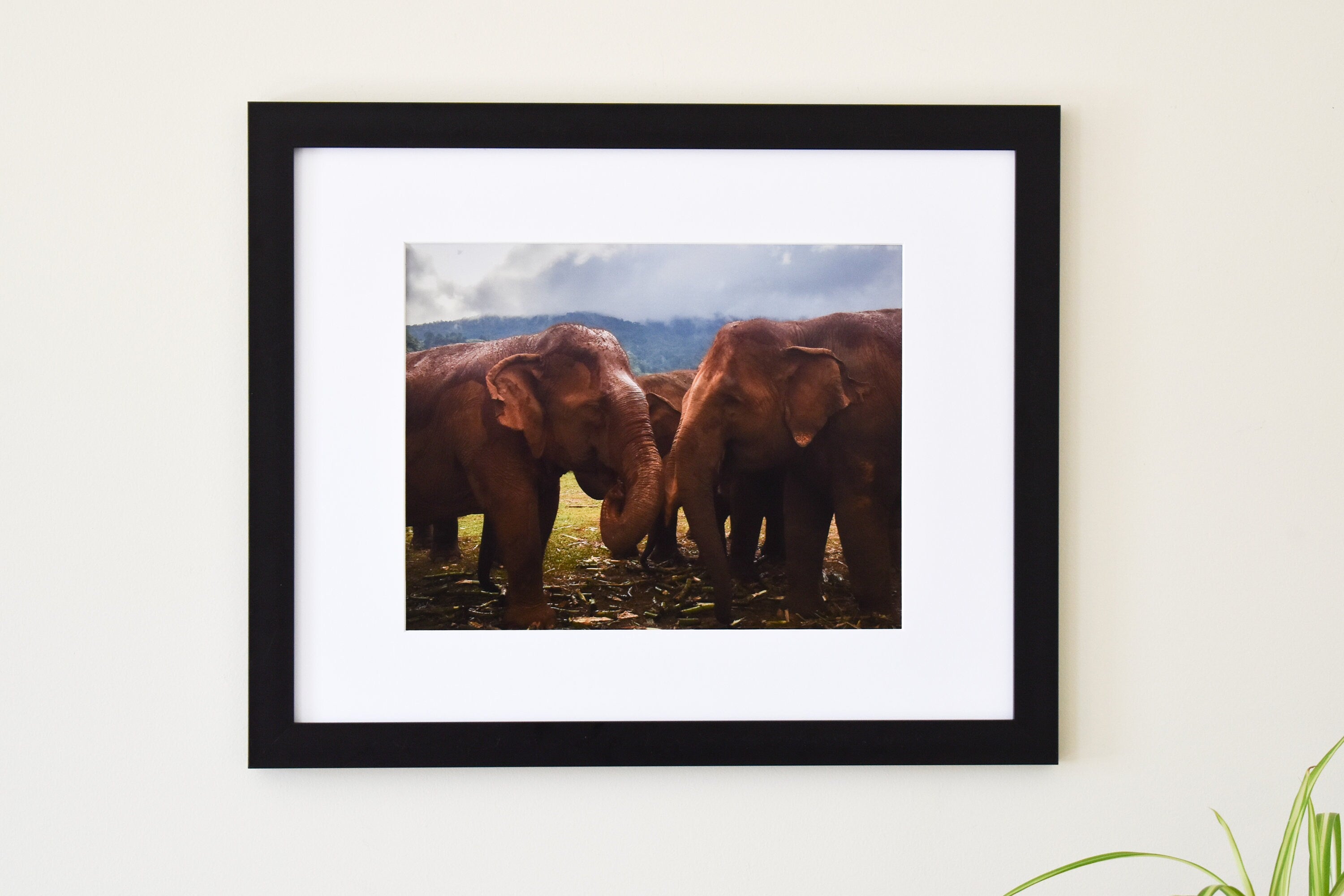 2 Elephants in Thailand Photo Print