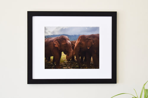 2 Elephants in Thailand Photo Print