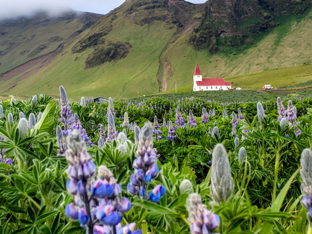 Iceland Church with Purple Lupine Flowers