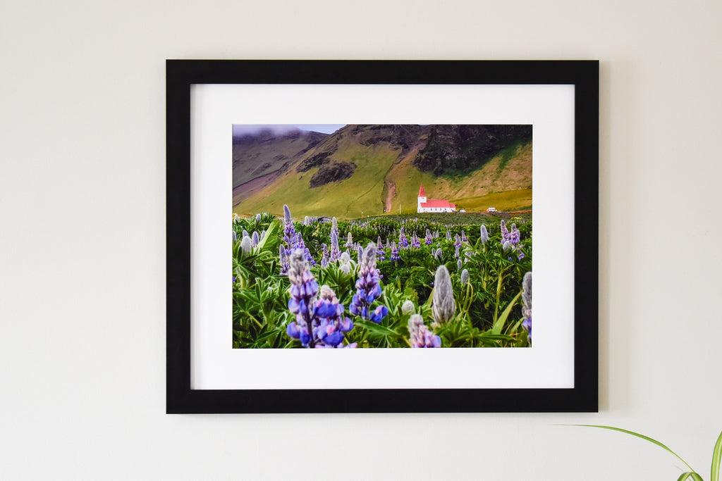 Iceland Church with Purple Lupine Flowers