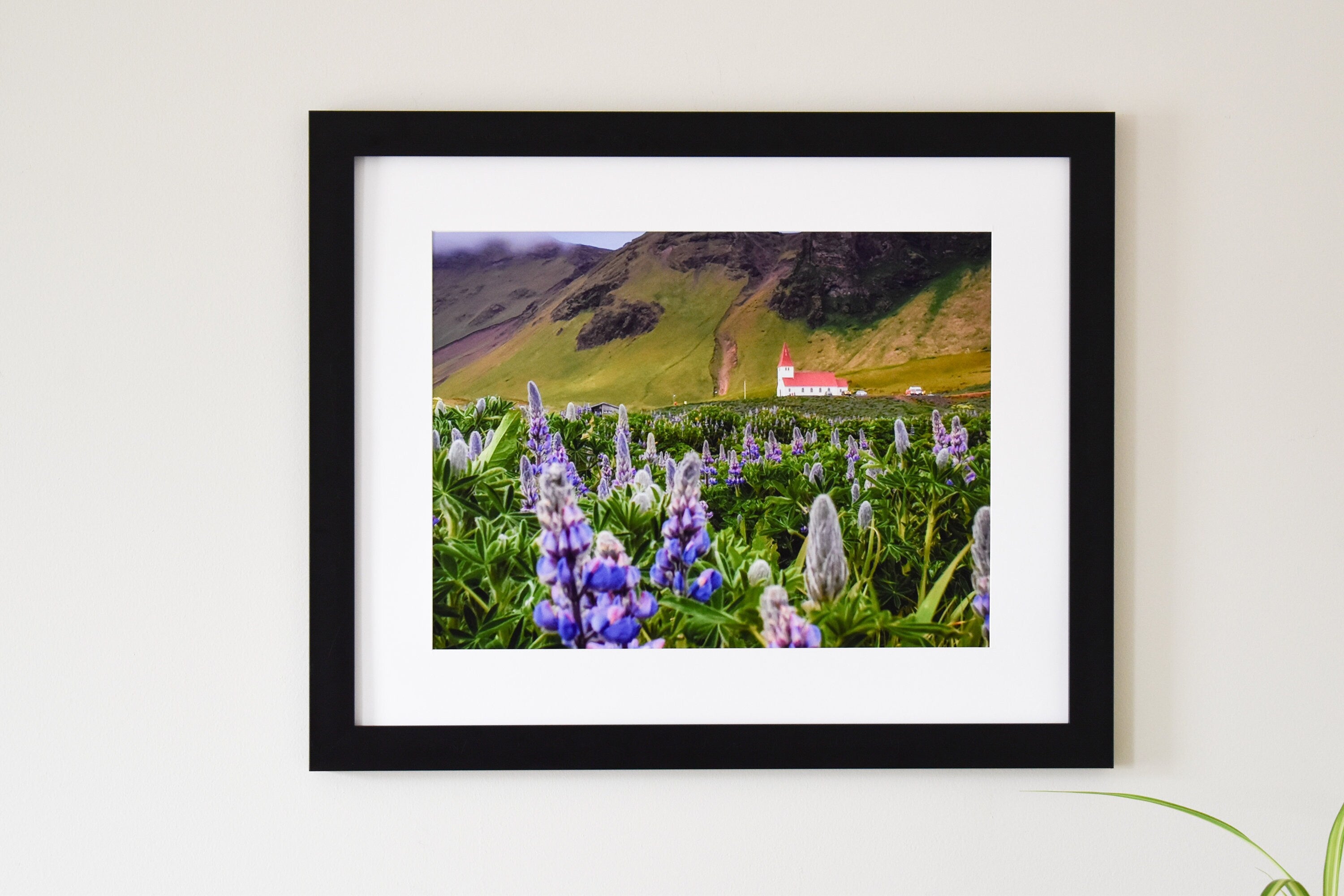 Iceland Church with Purple Lupine Flowers