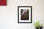 Redwood Tree Photo Print: Humboldt Redwood State Park Wall Art